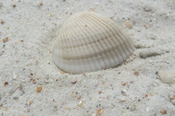 Fototapeta na wymiar Beautiful light seashell on white sand background in Florida beach, closeup