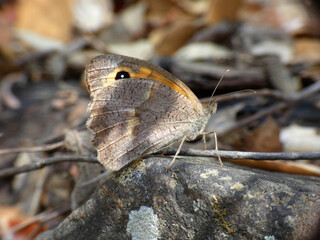 Farfalla