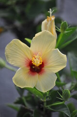 Hawaiian Yellow Hibiscus 