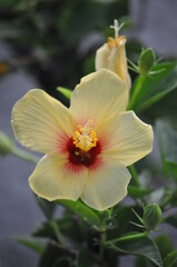 Obraz premium Hawaiian Yellow Hibiscus 