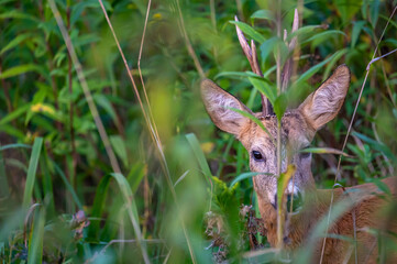 Extreme closeup of  a roe deer buck in the bushes