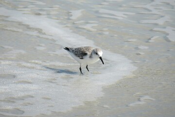 Sandpiper bird in ocean water on Atlantic coast of North Florida