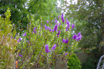 Lavender in the garden