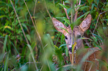 Extreme closeup of  a roe deer buck in the bushes