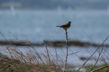 Meadow Pipit (Anthus pratensis), Bangor, Northern Ireland, UK