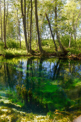 Fototapeta premium Emerald colored freshwater springs. Puhatu allikad (Sacred springs), Saaremaa, Estonia.