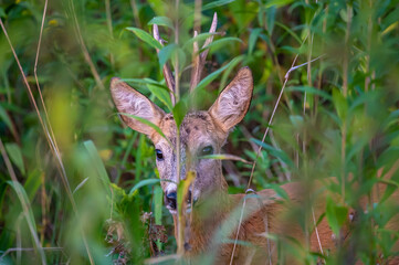 Extreme closeup of  a roe deer buck in the bushes