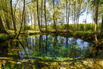 Obraz premium Emerald colored freshwater springs. Puhatu allikad (Sacred springs), Saaremaa, Estonia.