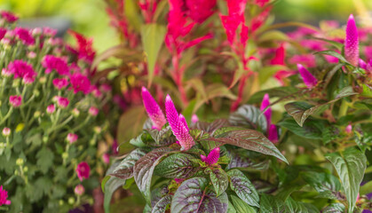 close up of pink Celosia flower