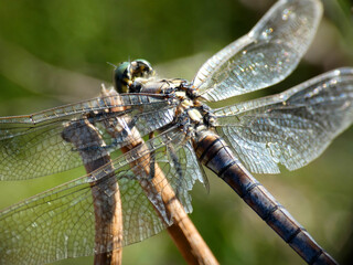 Libellula
