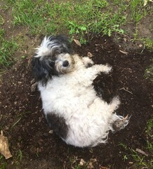 Fototapeta premium Hund in der Erde