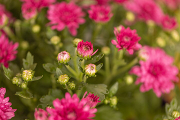 close up of pink chrysanthemums