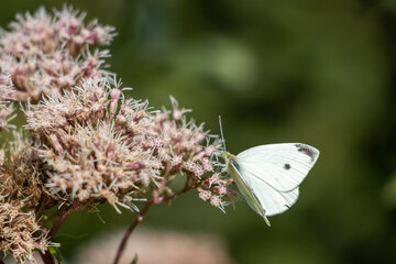  cabbage white sitting on a pink blossom of a shrub