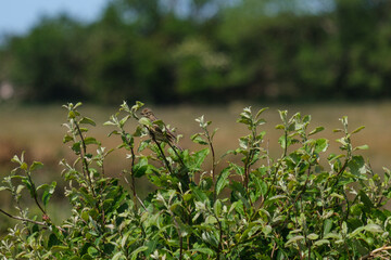 Meadow Pipit (Anthus pratensis), Bangor, Northern Ireland, UK
