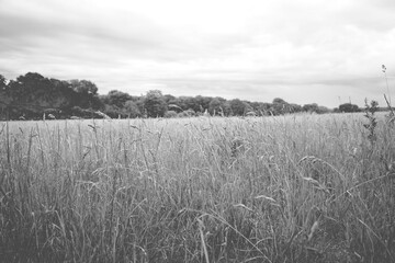 Black and White field of grass