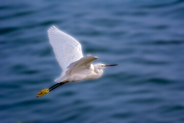 The wing that powers egret to fly over the blue lake.