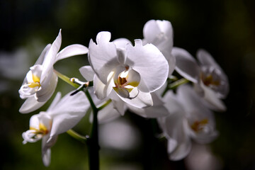 White orchids in full bloom