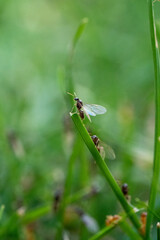 Flying Ants hatching out and flying from Green Grass stems