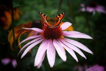 butterfly on flower