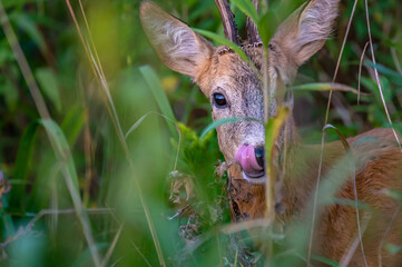 Extreme closeup of  a roe deer buck in the bushes