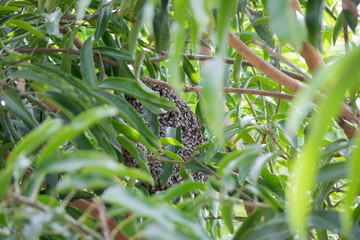large wild honey bee comb on tree branch