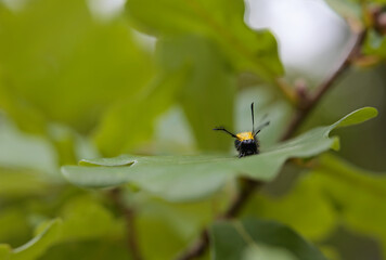 An alder moth caterpillar on an oak tree leaf