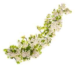 Hawthorn