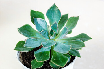 Echeveria succulent grown at home on white background.