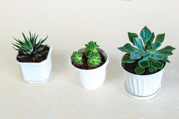 Succulent Echeveria, Sempervivum and Haworthia grown at home on white background.