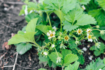 Blooming bushes of strawberries on the farm. Berry formation, flower pollination.