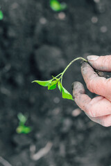 farmer's hands plant green seedlings in fresh soil. Gardening.