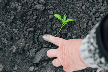 farmer's hands plant green seedlings in fresh soil. Gardening.