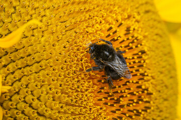 Close up Macro of Bumble Bee Pollinating British Sunflowers