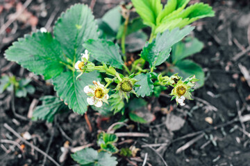 Blooming bushes of strawberries on the farm. Plant disease. Berry formation, flower pollination