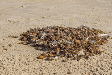 Pile of dead cockchafer on the beach