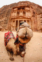 Petra Jordan Camel Treasure Room Desert