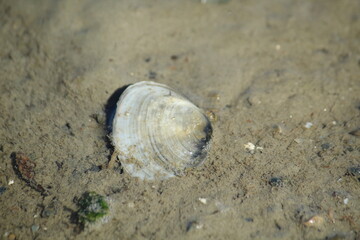 Mussels in the Wadden Sea