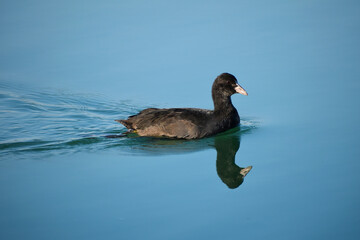 Ein junges Blesshuhn schwimmt im See