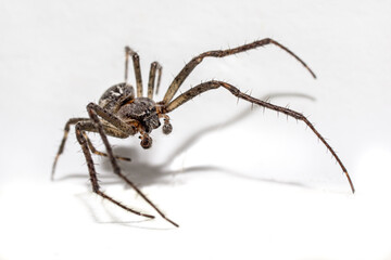 Scary spider on white background