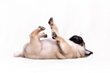 Puppy pug rests on his back on a white background