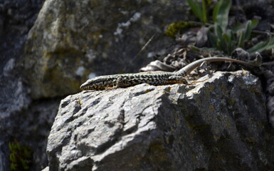 Zauneidechse auf Stein