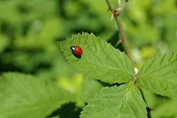 Red beetle - coccinellidae, ladybug or ladybird sitting on a green leaf
