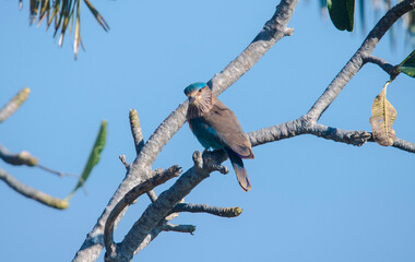 bird on a branch