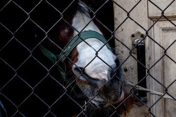 A horse's muzzle behind a metal mesh