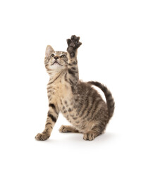 Cute tabby kitten playing on white