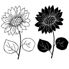 sunflower and leaves in monochrome colors, isolate on a white background, linear drawing