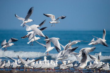 flock of seagulls