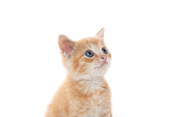 Cute yellow tabby kitten isolated on white