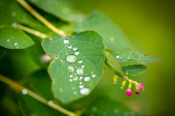 Transparent drops of dew on green leaves