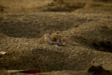 crab on the beach